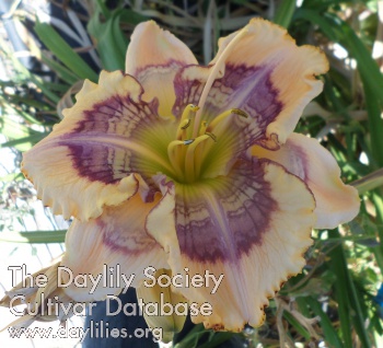 Daylily Solomon's Sunrise